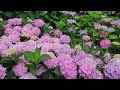 Hydrangea macrophylla, Colonial Park