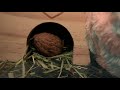 My hamster loves walnuts!!! - another video of my hamster