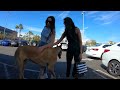 Cash 2.0 Great Dane at The Grove and Farmers Market in Los Angeles (part 7)