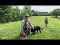 English (Show) vs American (Field) Labrador Retriever | In Depth Comparison