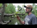 Turning a TRASH tree into a FRUIT tree! SEE RESULTS!