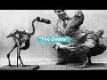 Dodo Bird - The Extinct Bird That Was Not Afraid Of Humans