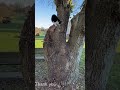 Cute Cat Climbs a Big Tree