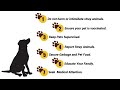 Tips to prevent Rabies