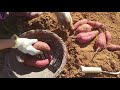 How To Grow Sweet Potatoes2