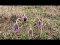 Invazie de deditei (Pulsatilla montana) in ,,Rapa de Papusi,, din Bistrita - Nasaud.