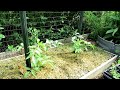 Using Aspirin Spray to Protect & Strengthen Tomato Plants:  Mixing Recipe, Applications, & Frequency