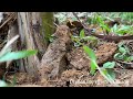 Orphan boy efforts - A stranger helped growing banana tree before a big storm