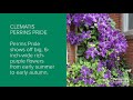 Clematis Varieties A to Z