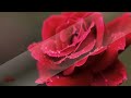 Waltz of Roses  ~  Eugen Doga