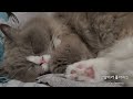 [고양이가좋아하는음악]   Cat's favorite music, 수면에도움되는음악, 심리안정, 자장가,  스트레스해소, 힐링음악, Relaxing,  하프음악