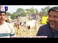 पुष्कर घोड़ा व्यापार के हर पल हर जगह के नज़ारे  पुष्कर मेला बाज़ार 2023 Pushkar Horse Fair Market Video
