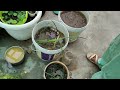 terrace garden#gardening#viral video#barsat mein Karen is tarah se paudhon ki dekhbhal