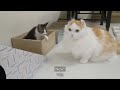 The end of a Kitten that had teased Older Brother Cat without Fear │ Episode.2