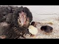 Gurk Tavuk 21 Günlük Kuluçka Süresi | civciv çıkışı