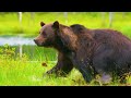 African wildlife movies 8K ULTRA HD 60FPS | Wild sounds with gentle piano music
