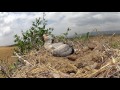 Secretary Bird | Amazing Animals