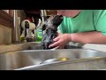 German Shepherd Puppy Bath