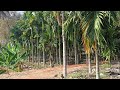 Areca nut farm owner Eswaramurthy variety Mangala and Mohit
