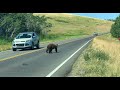 盛夏 沃特顿国家公园里 长满了熊  Waterton Lakes National Park filled with bears