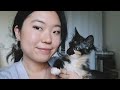 😽 EVERYTHING I WISH I KNEW BEFORE ADOPTING A KITTEN