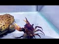 Asian Bullfrog With Big Crab And Mouse! Asian Bullfrog Live Feeding