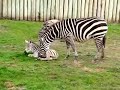 Newborn Zebra on Temaiken Biopark in Argentina.  Cebra recien nacida en el bioparque Temaiken.