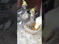 Cockatiel Enjoys a Healthy Treat! 😋🦜 | My Pets My Garden