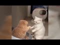 😂 Best Cats and Dogs Videos 🐱 Funny Animal Moments 🤣