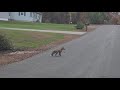 Friendly Fox in NH