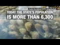 Hundreds of manatees take over tourist spot