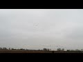 Geese fly in