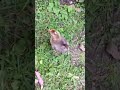 Baby chick being greedy