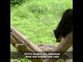 NYC's Queens Zoo welcomes three rare Andean bear cubs