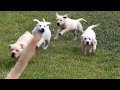 Labrador father teaches his puppies to swim