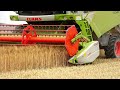 Harvesting the wheat crop using machinery