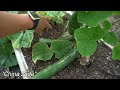 The #1 SECRET To Growing ZUCCHINI SQUASH and CUCUMBERS (Plus 2 Tips)