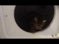 Dryer Cat