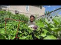 New York City Summer Garden 2024 : Tomatoes, Eggplants and Calabash/Bottle Gourd Harvest - Part 3