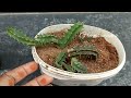 Cactus plants Unboxing from harin home garden/