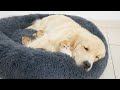 Golden Retriever Shocked By Mommy Cat and Kittens Occupying His Bed!