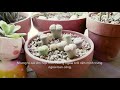 #32 A Peaceful Plant Tour 🌿 My 30+ Indoor Houseplant Collection 2021