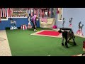 Poodle Practice Perfect! Catches Frisbees