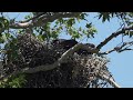 Kings River Bald Eagles Feeding