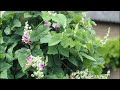 35 Best Vines for Containers | Climbing Plants for Pots