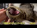 飼い主の引越しで 行き場を失った親子猫を保護しました