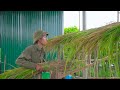 Building a bamboo house from lemongrass leaves for chickens - living off the grid