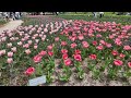 4K | Spring | Cherry Blossoms | Tulip  | Nemophila | Expo'70 Commemorative Park | 万博記念公園 | 桜 | Japan