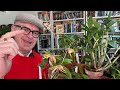 Australian Dendrobiums: a winter check in!
