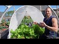This New REMOVABLE HOOPHOUSE Design Will Change The Way You Garden!